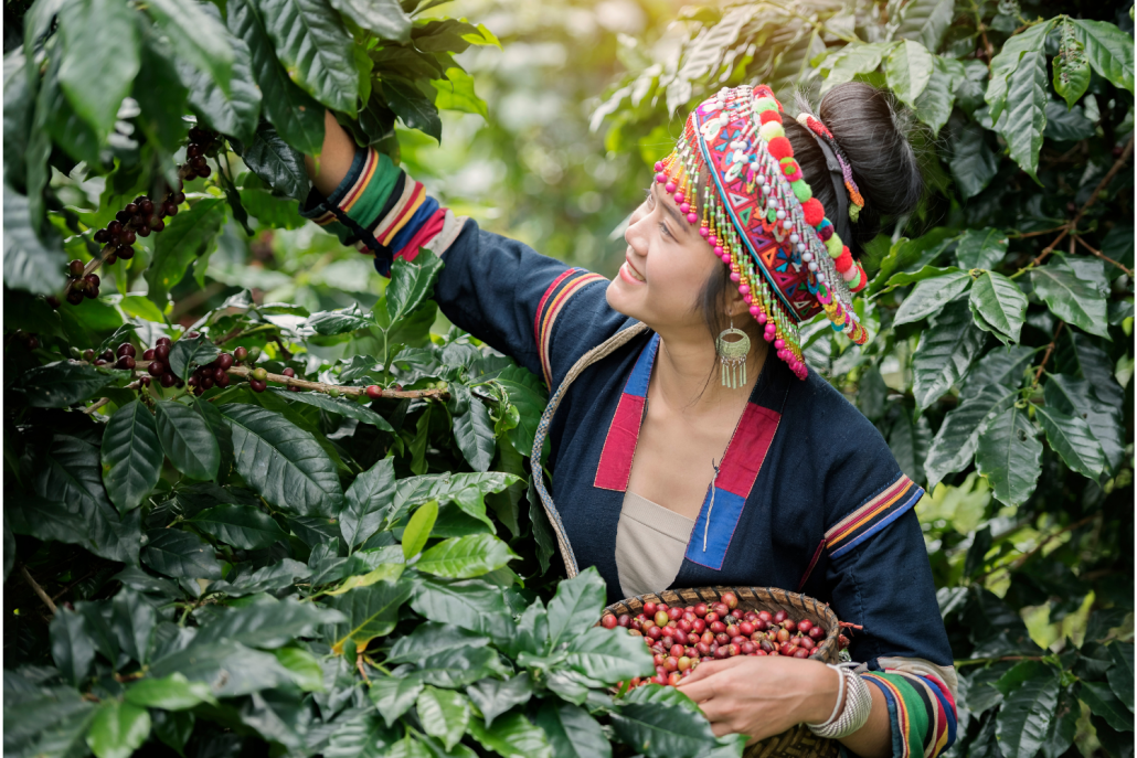 Koffiecultuur – Het plukken van rijpe koffiebessen Vrouw plukt rijpe koffiebessen tussen de koffieplanten op een koffieplantage.