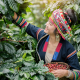 Vrouw plukt rijpe koffiebessen tussen de koffieplanten op een koffieplantage.